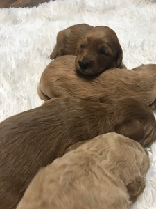 Red Mini Goldendoodles for sale